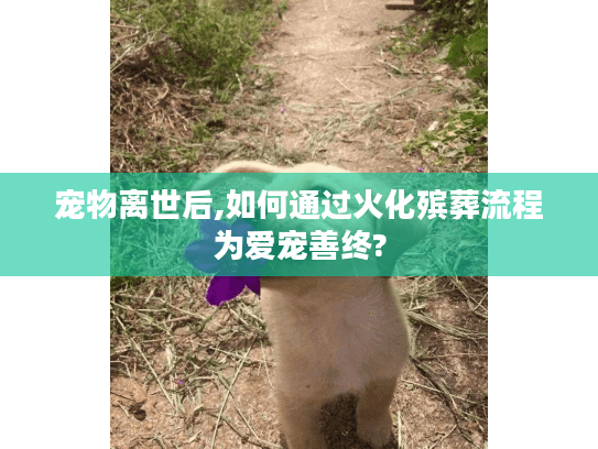 宠物离世后,如何通过火化殡葬流程为爱宠善终?
