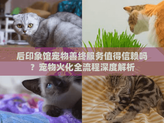 后印象馆宠物善终服务值得信赖吗？宠物火化全流程深度解析