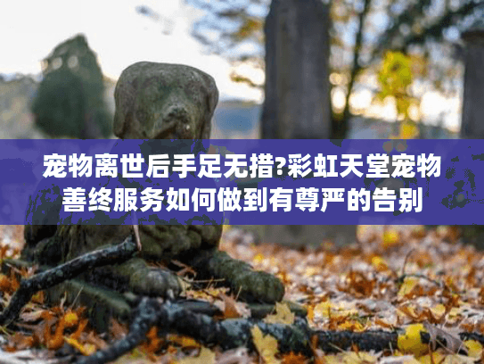 宠物离世后手足无措?彩虹天堂宠物善终服务如何做到有尊严的告别