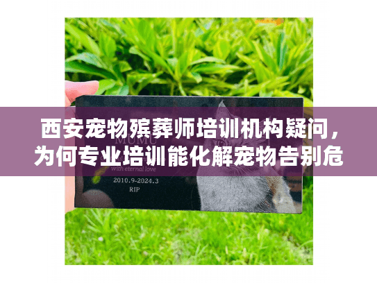 为何专业培训能化解宠物告别危机图片