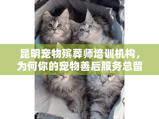 昆明宠物殡葬师培训机构，为何你的宠物善后服务总留遗憾？