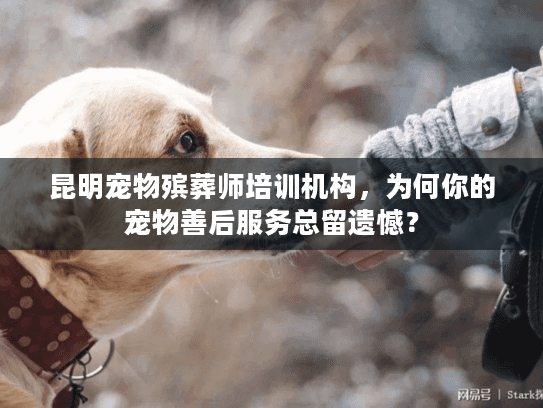昆明宠物殡葬师培训机构，为何你的宠物善后服务总留遗憾？