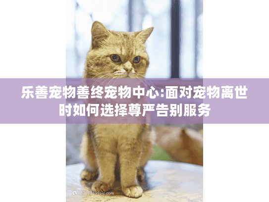 乐善宠物善终宠物中心:面对宠物离世时如何选择尊严告别服务
