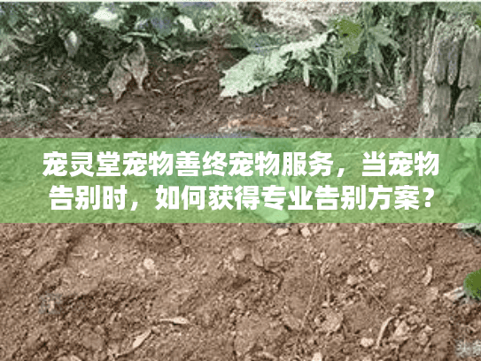 宠灵堂宠物善终宠物服务，当宠物告别时，如何获得专业告别方案？