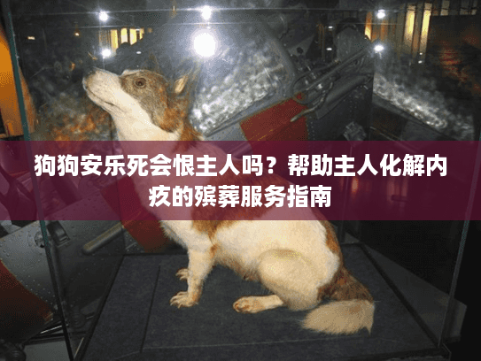 狗狗安乐死会恨主人吗？帮助主人化解内疚的殡葬服务指南