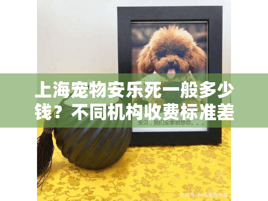 上海宠物安乐死一般多少钱？不同机构收费标准差异超乎想象！