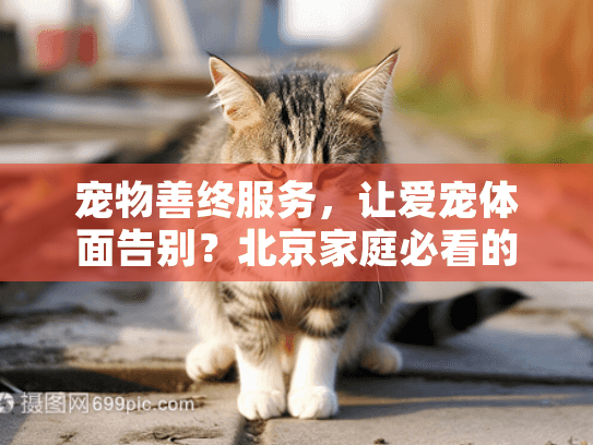 宠物善终服务，让爱宠体面告别？北京家庭必看的完整指南