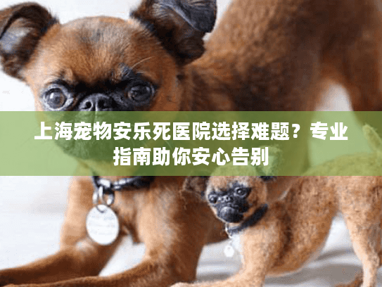 上海宠物安乐死医院选择难题？专业指南助你安心告别