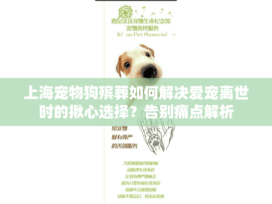 上海宠物狗殡葬如何解决爱宠离世时的揪心选择？告别痛点解析