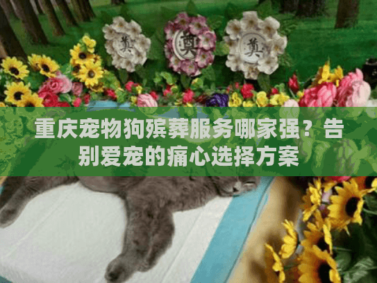 重庆宠物狗殡葬服务哪家强？告别爱宠的痛心选择方案