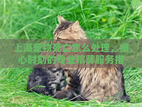 上海宠物死亡怎么处理，痛心时刻的专业殡葬服务指南
