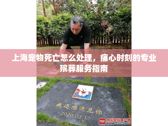 上海宠物死亡怎么处理，痛心时刻的专业殡葬服务指南