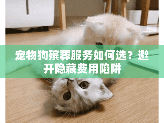 宠物狗殡葬服务如何选？避开隐藏费用陷阱