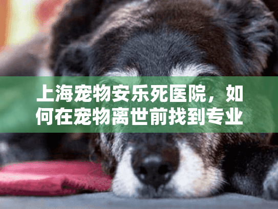 上海宠物安乐死医院，如何在宠物离世前找到专业临终关怀服务