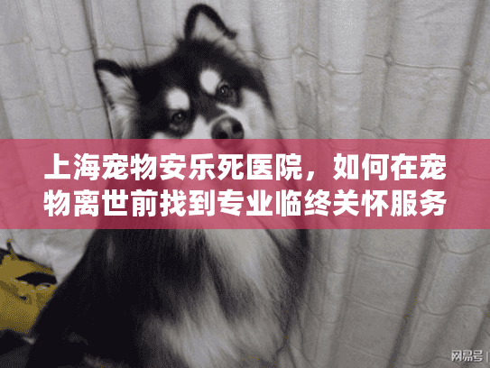 上海宠物安乐死医院，如何在宠物离世前找到专业临终关怀服务
