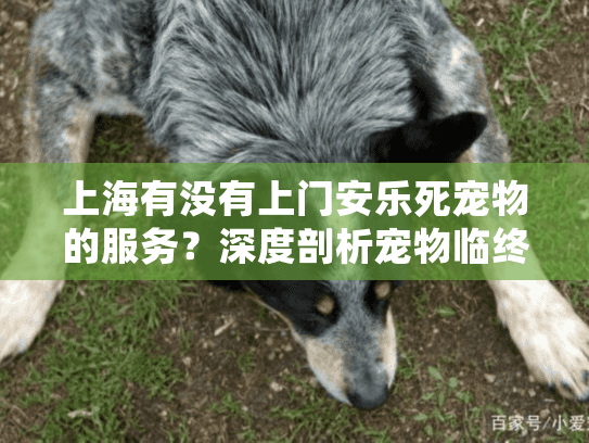 上海有没有上门安乐死宠物的服务？深度剖析宠物临终关怀方案