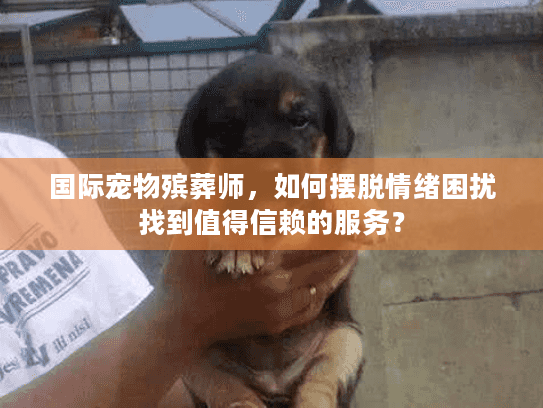 国际宠物殡葬师，如何摆脱情绪困扰找到值得信赖的服务？