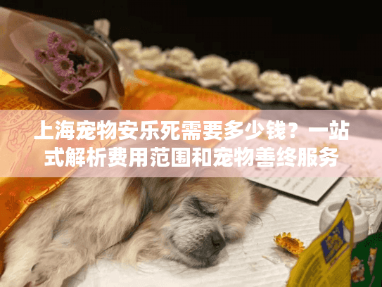 上海宠物安乐死需要多少钱？一站式解析费用范围和宠物善终服务
