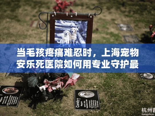 当毛孩疼痛难忍时，上海宠物安乐死医院如何用专业守护最后尊严