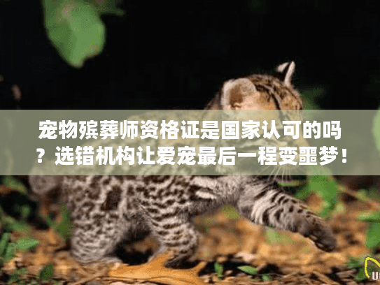 宠物殡葬师资格证是国家认可的吗?选错机构让爱宠最后一程变噩梦! 宠物殡葬师资格证是国家认可的吗?选错机构让爱宠最后一程变噩梦!