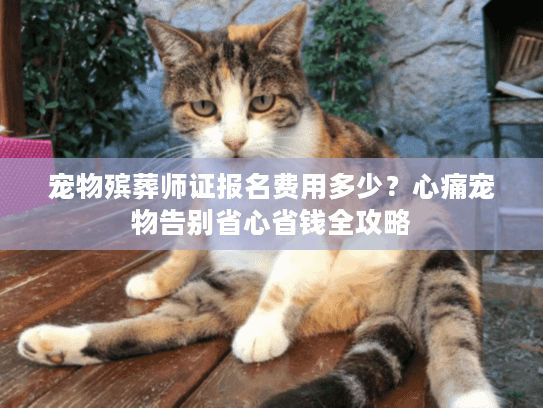宠物殡葬师证报名费用多少？心痛宠物告别省心省钱全攻略