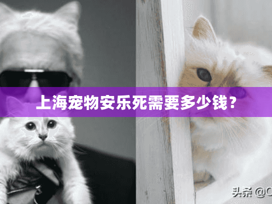 上海宠物安乐死需要多少钱？