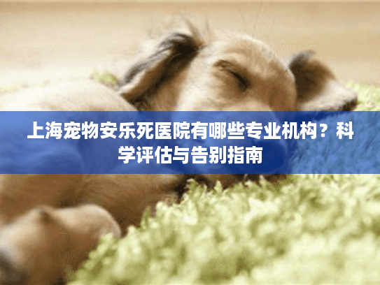 上海宠物安乐死医院有哪些专业机构？科学评估与告别指南