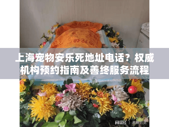 上海宠物安乐死地址电话？权威机构预约指南及善终服务流程