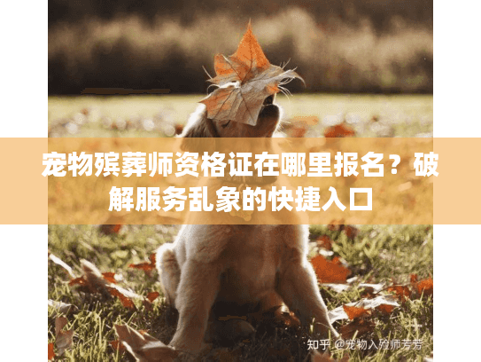 宠物殡葬师资格证在哪里报名？破解服务乱象的快捷入口