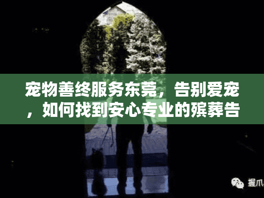 宠物善终服务东莞，告别爱宠，如何找到安心专业的殡葬告别仪式？