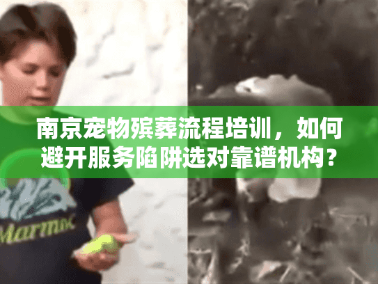 南京宠物殡葬流程培训，如何避开服务陷阱选对靠谱机构？