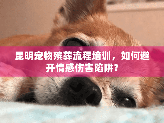 昆明宠物殡葬流程培训，如何避开情感伤害陷阱？