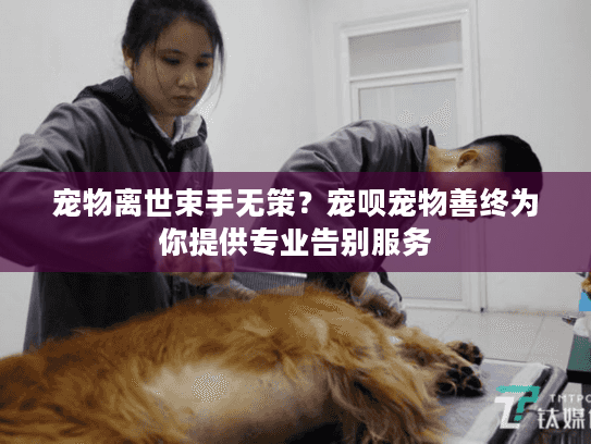宠物离世束手无策？宠呗宠物善终为你提供专业告别服务