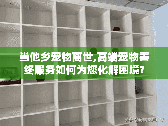 当他乡宠物离世,高端宠物善终服务如何为您化解困境?