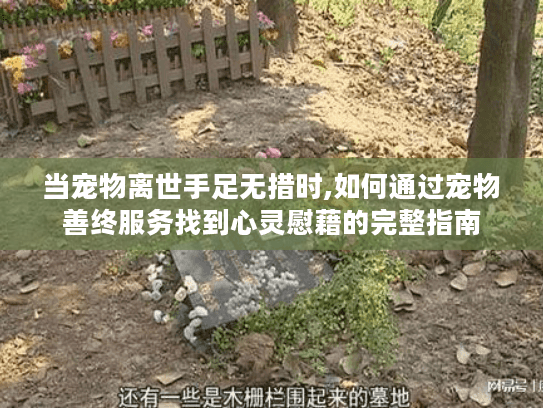 当宠物离世手足无措时,如何通过宠物善终服务找到心灵慰藉的完整指南