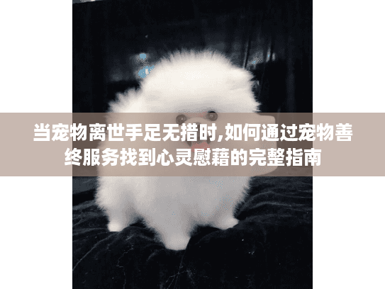 当宠物离世手足无措时,如何通过宠物善终服务找到心灵慰藉的完整指南