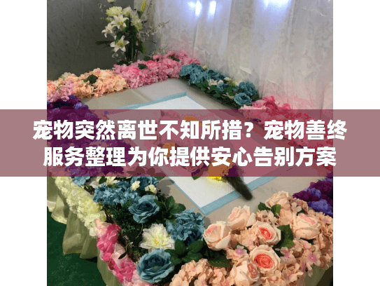 宠物突然离世不知所措？宠物善终服务整理为你提供安心告别方案