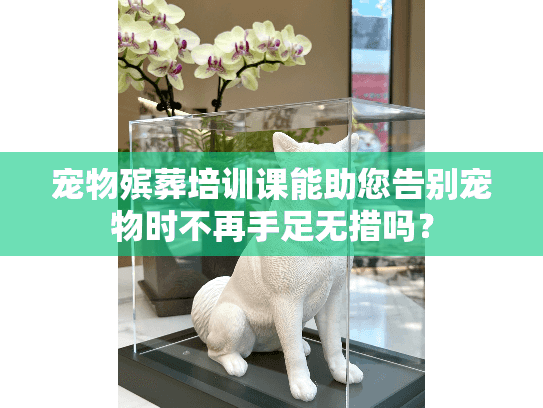 宠物殡葬培训课能助您告别宠物时不再手足无措吗？