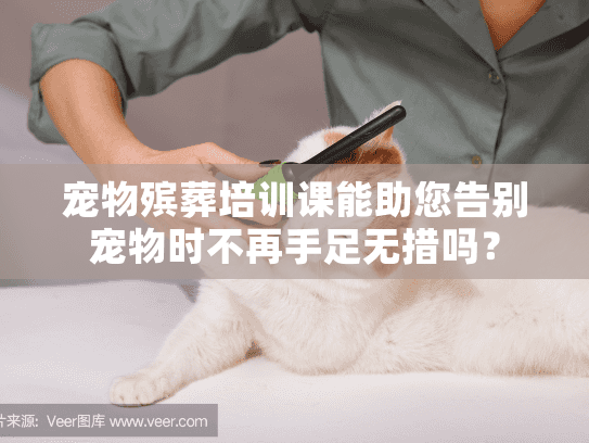 宠物殡葬培训课能助您告别宠物时不再手足无措吗？