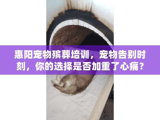 惠阳宠物殡葬培训，宠物告别时刻，你的选择是否加重了心痛？