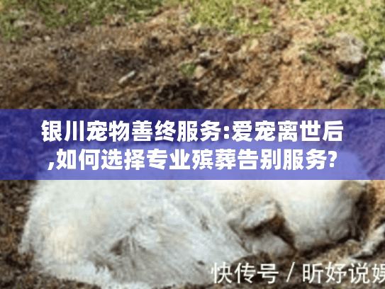银川宠物善终服务:爱宠离世后,如何选择专业殡葬告别服务?