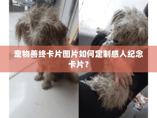 宠物善终卡片图片如何定制感人纪念卡片？