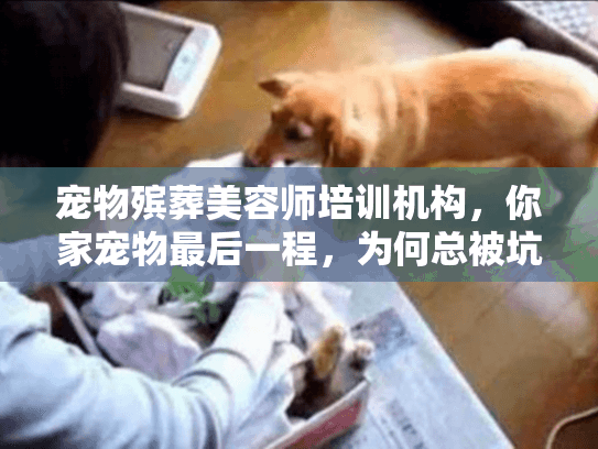 宠物殡葬美容师培训机构，你家宠物最后一程，为何总被坑？专家揭秘避坑术