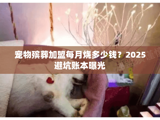 宠物殡葬加盟每月烧多少钱？2025避坑账本曝光