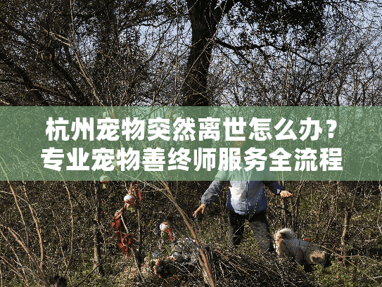 杭州宠物突然离世怎么办？专业宠物善终师服务全流程指南