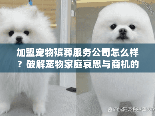 加盟宠物殡葬服务公司怎么样？破解宠物家庭哀思与商机的实战攻略