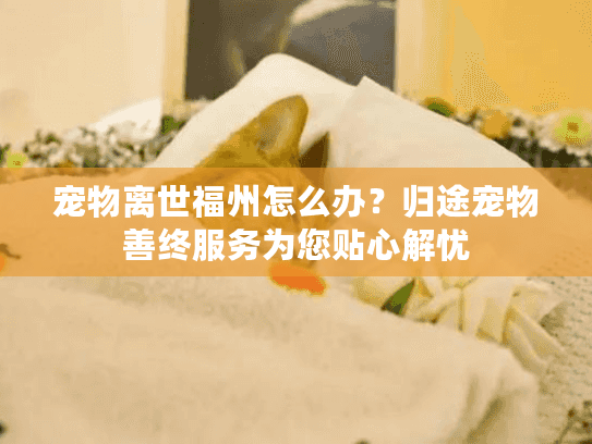 宠物离世福州怎么办？归途宠物善终服务为您贴心解忧
