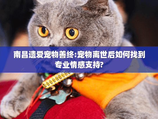 南昌遗爱宠物善终:宠物离世后如何找到专业情感支持?