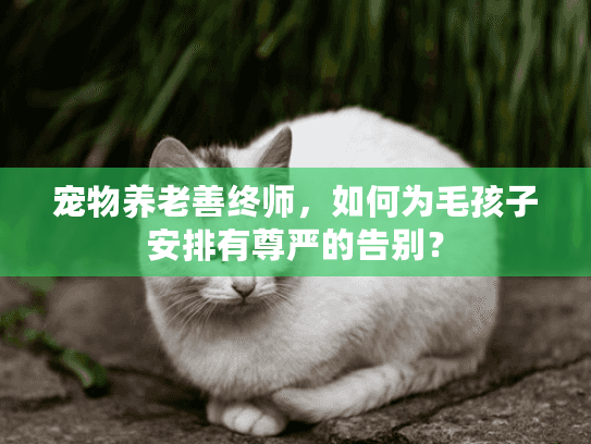 宠物养老善终师，如何为毛孩子安排有尊严的告别？