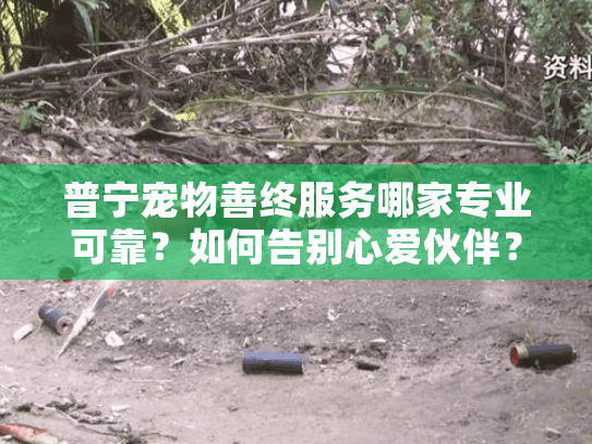 普宁宠物善终服务哪家专业可靠？如何告别心爱伙伴？